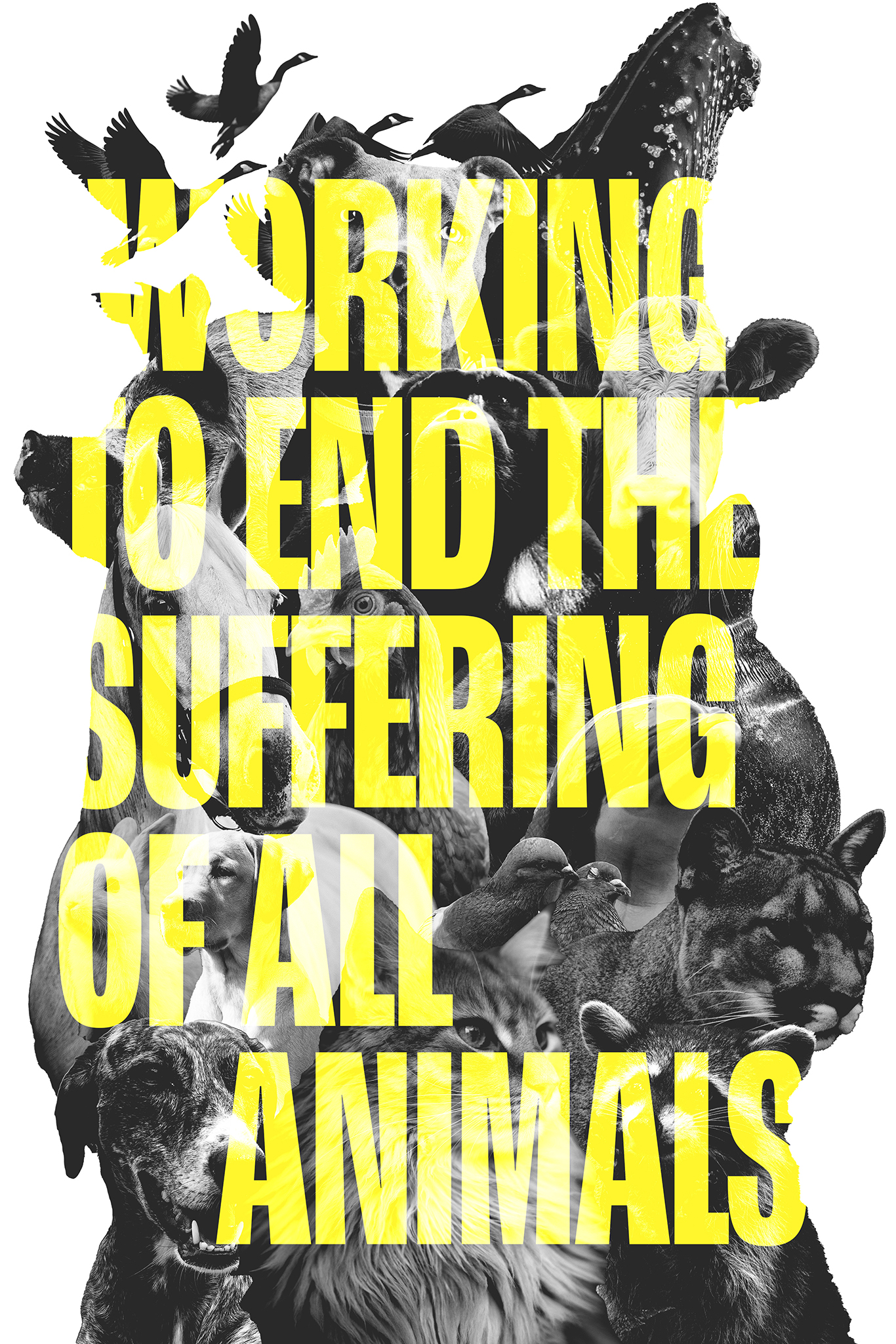 A white poster with a black and white collage of images of different animals with yellow overlay text that reads “Working to end the suffering of all animals.”.